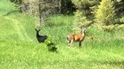 Un cerf noir “plus rare que rare” aperçu aux