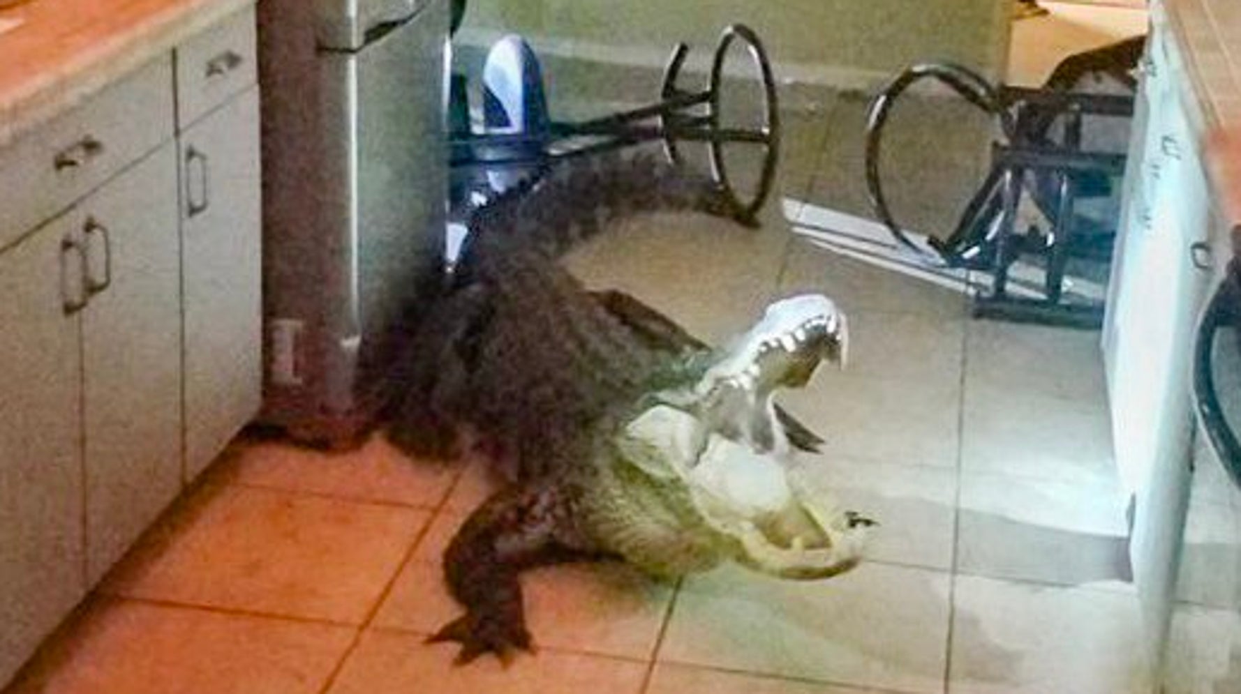 A Giant Alligator Breaks Into A Florida Home, And The Photos Are