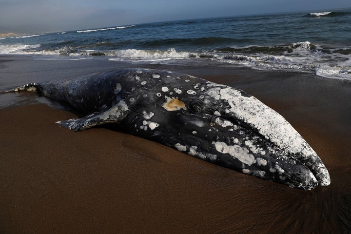 A dead gray whale rests on Limantour Beach at Point Reyes National Seashore in Point Reyes Station, north of San Francisco, C