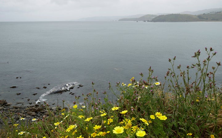 A dead whale near shore in Pacifica, California on May 15.