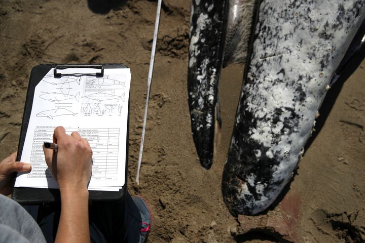 Barbie Halaska, necropsy manager with The Marine Mammal Center, takes notes as she examines a dead juvenile Gray Whale on Limantour Beach at Point Reyes National Seashore on May 25, 2019 in Point Reyes Station, California.