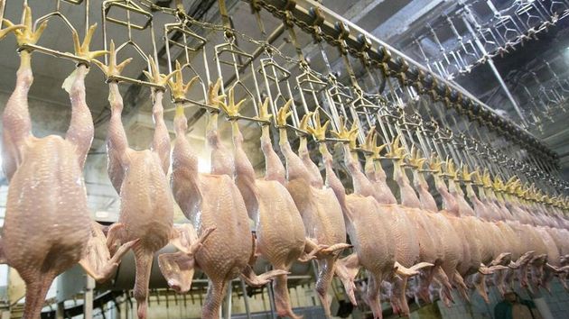 Le poulet lavé au chlore, une pratique répandue aux Etats-Unis, est interdit au sein de...