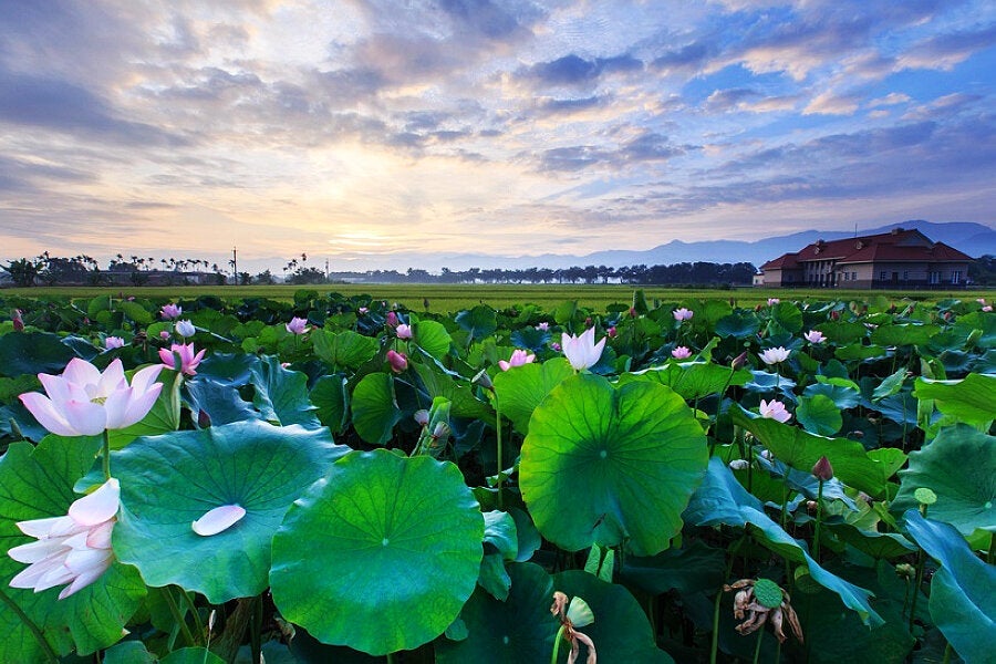 (圖片來源:台南旅遊網)