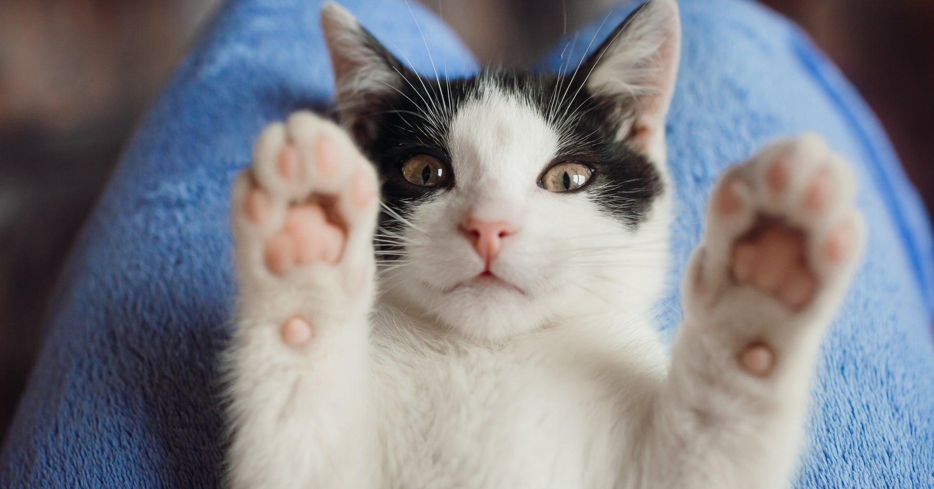 New York Could Become First State To Ban Cat Declawing | HuffPost
