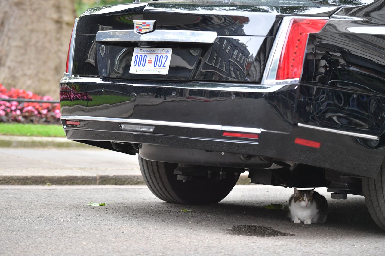 Larry the Downing Street cat