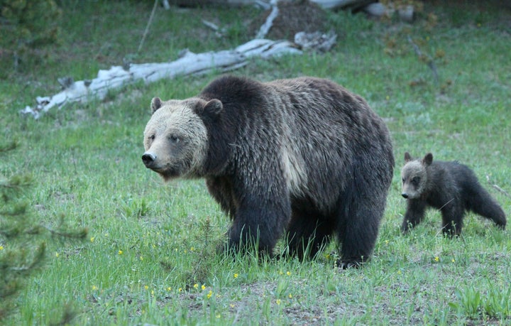 A grizzly bear and her cub walk through a meadow in Yellowstone National Park.