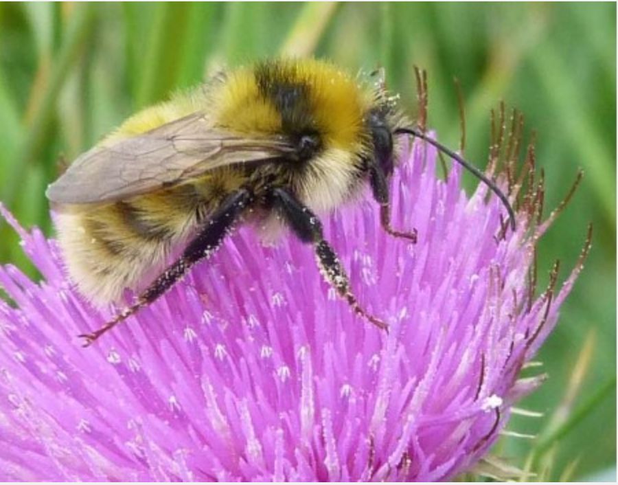 Bumblebee Conservation Trust