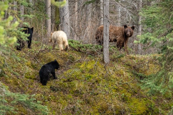 The bears continued on their way after Moussa captured his shots.