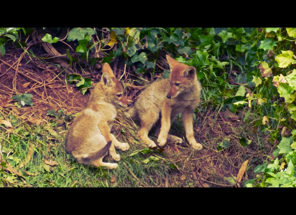 Coyote Pups