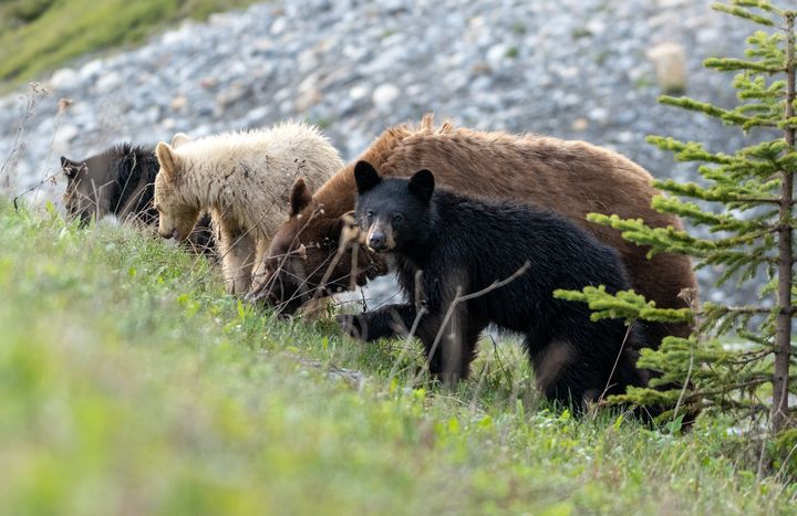 The black bear family included a cinnamon-coloured mother, two black cubs and one white cub. 