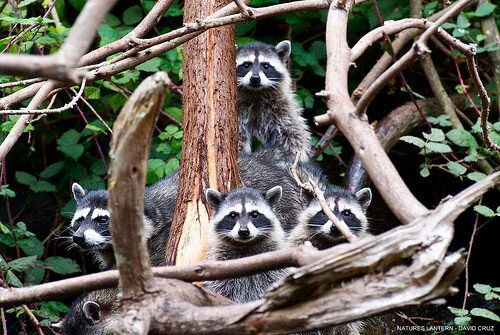 Raccoons In Golden Gate Park: Adorable Kits Captured Playing In San ...