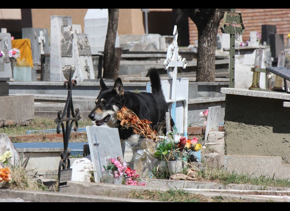Dog sits by owner's grave for six years 