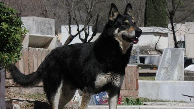 Heartbroken cat spends YEAR living by dead owner's grave - World