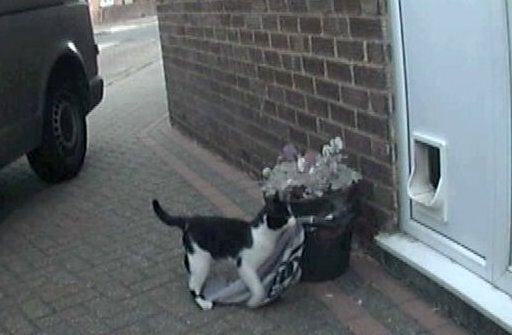 Cat Burglar, Denis, Steals Clothes From Neighbors (VIDEO