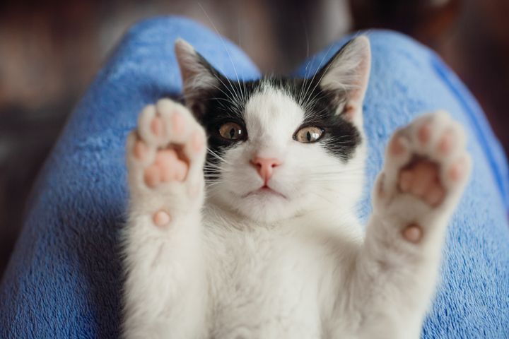 New York is the first state to totally ban declawing cats -- with exceptions for when it's medically necessary for the cat.