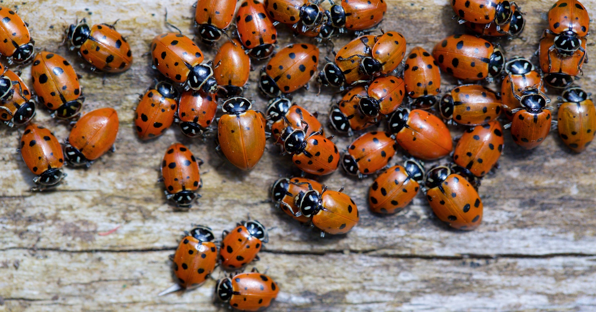 Ladybug Swarm Is So Massive It Appears On Weather Radar | HuffPost