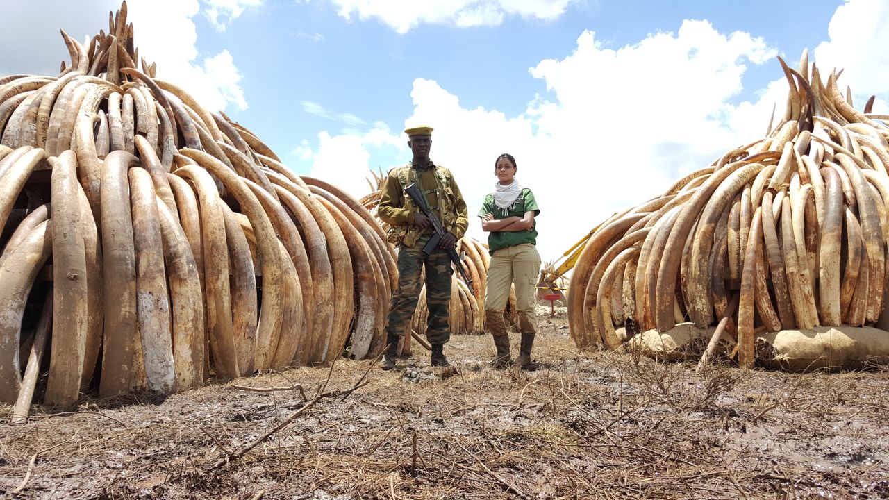 Raabia Hawa (R) and a ranger from the Kenya Wildlife Service (L) stand in front of elephant ivory and rhino horn in Nairobi National Park, Kenya. The piles were later set alight in a demonstration against poaching.