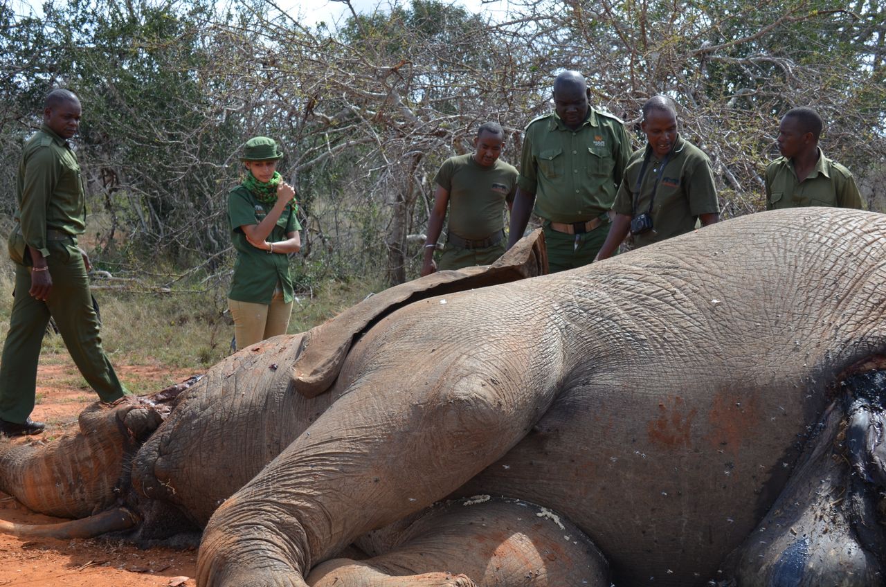 Hawa in front of the freshly poached, dying elephant that inspired her to act against poachers.