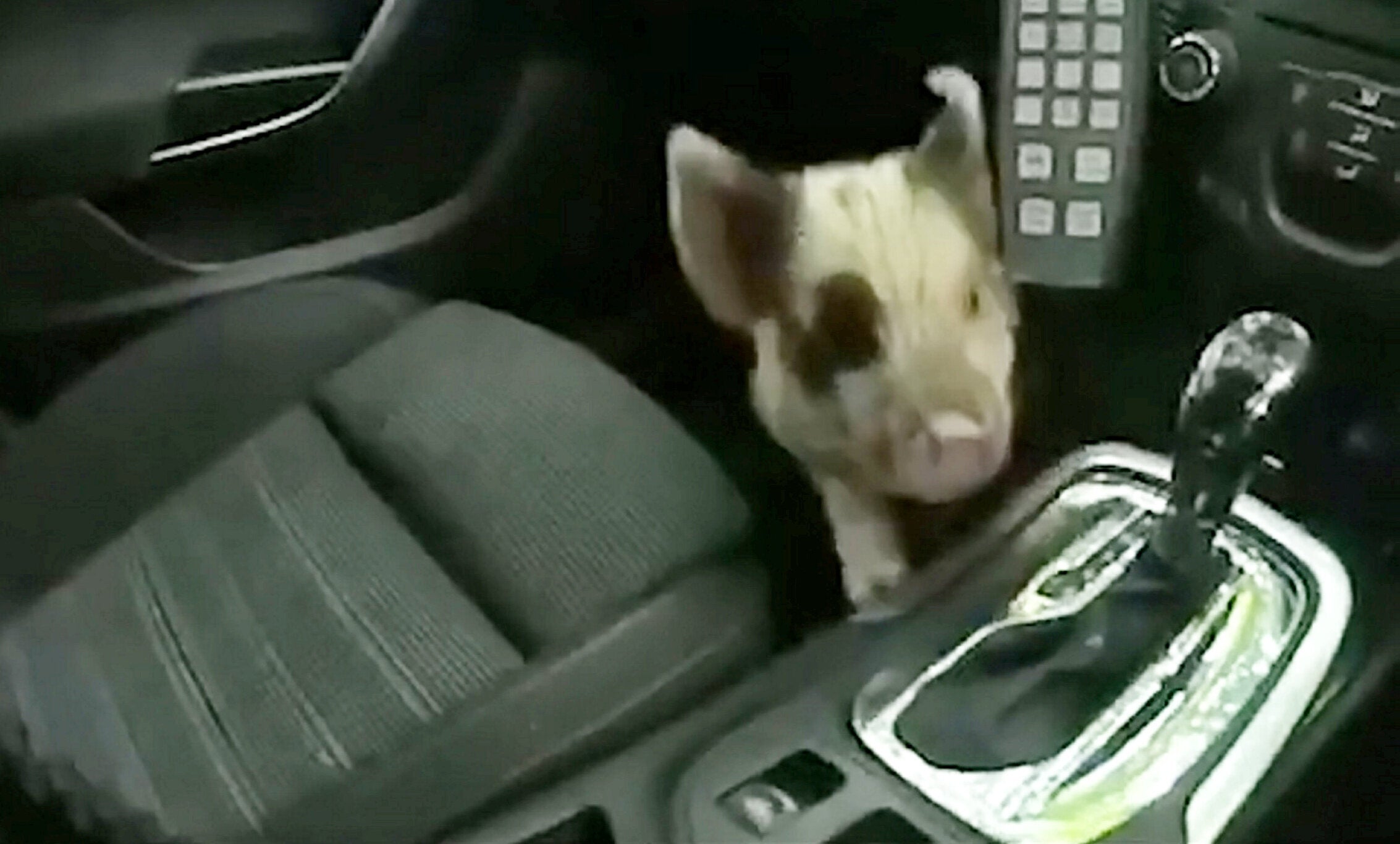 Police saved a piglets bacon after rescuing him from a busy road in Coventry yesterday morning (4 June). See SWNS story SWMDpiglet. Cars were swerving to miss the plucky piglet in the Canley area prompting calls to the police. Local officers sent to the rescue, spotted the little piggy at the junction of Gibbet Hill Road and Kenilworth Road, and managed to bundle him into the footwell of their police car. PCs Gareth Williams and Simon Seaton named him Oliver, after Oliver Twist, the famous run away orphan! Oliver was given hogs and kisses to calm him down after his frightful ordeal, and was later taken to the RSPCA in Allesley to be looked after and rehomed with an experienced owner.