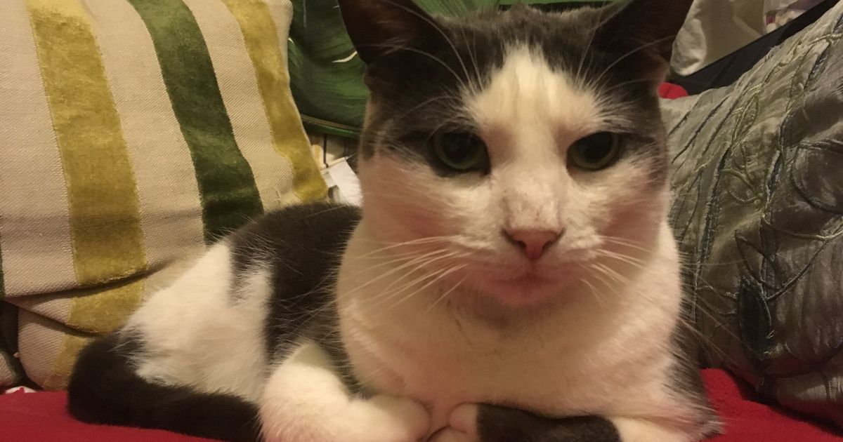 Arrest Made In Brighton 'Cat Killer’ Investigation | HuffPost UK News