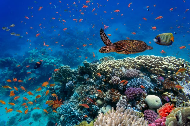 La Perdita Di Biodiversita Mette A Rischio Lo Sviluppo Dell Intero Pianeta L Huffpost