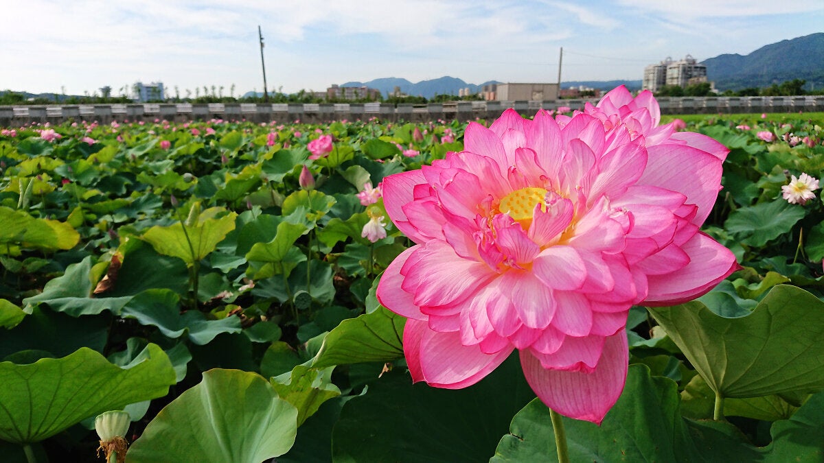 (圖片來源:新北市政府農業局)