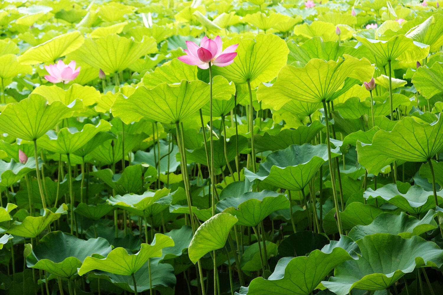 (圖片來源:新北市政府綠美化環境景觀處)
