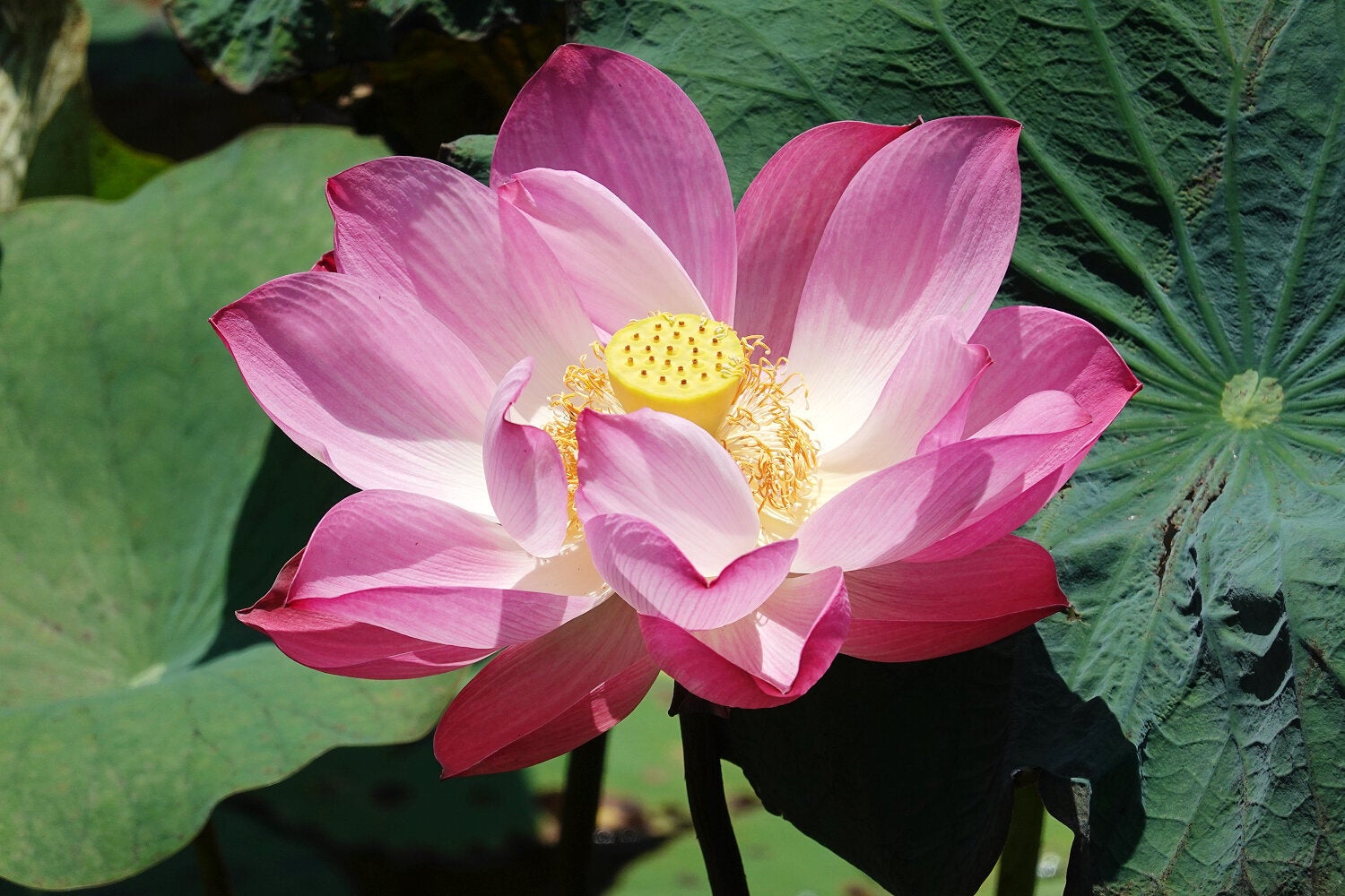 (圖片來源:新北市政府綠美化環境景觀處)