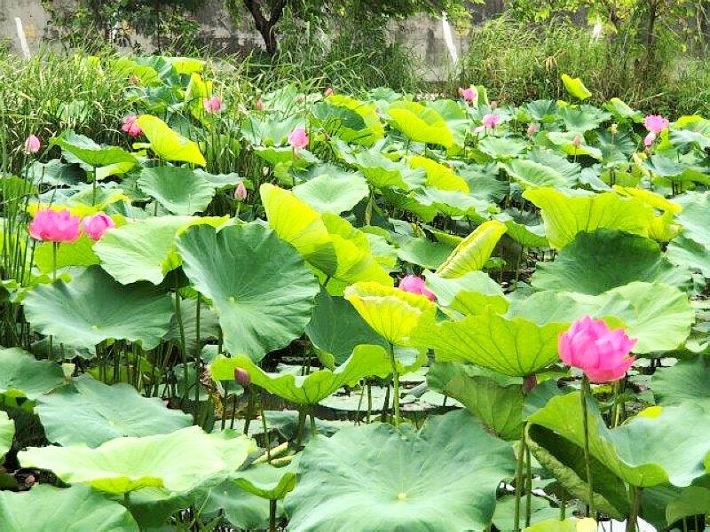 (圖片來源:新北市政府高灘地工程管理處)