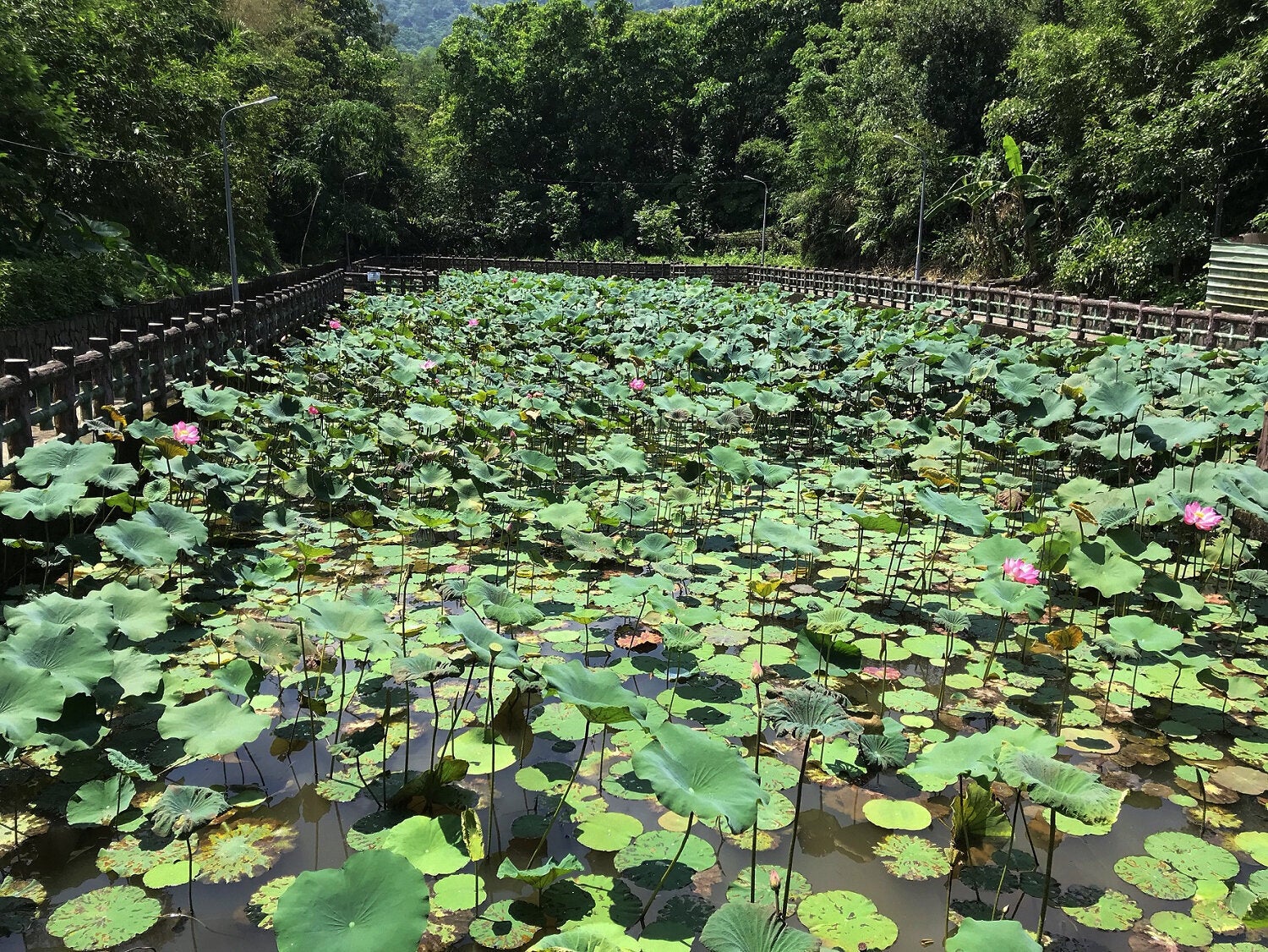 (圖片來源:新北市政府綠美化環境景觀處)