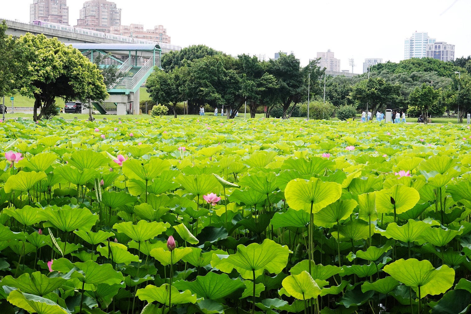 (圖片來源:新北市政府綠美化環境景觀處)