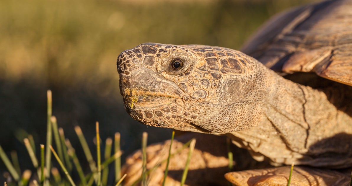 Drones Mobilized To Battle Ravens Eating Baby Tortoises In California ...