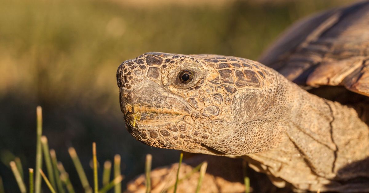 Drones Mobilised To Battle Ravens Eating Baby Tortoises In California ...