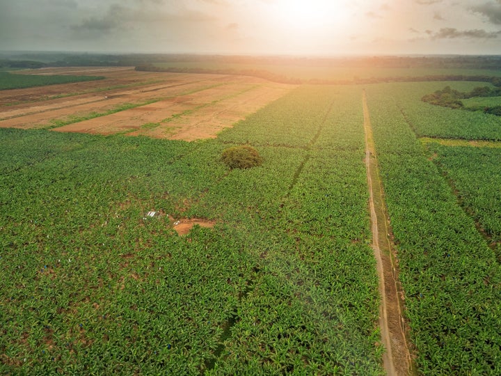 A banana plantation in Corcovado National Park, Costa Rica.