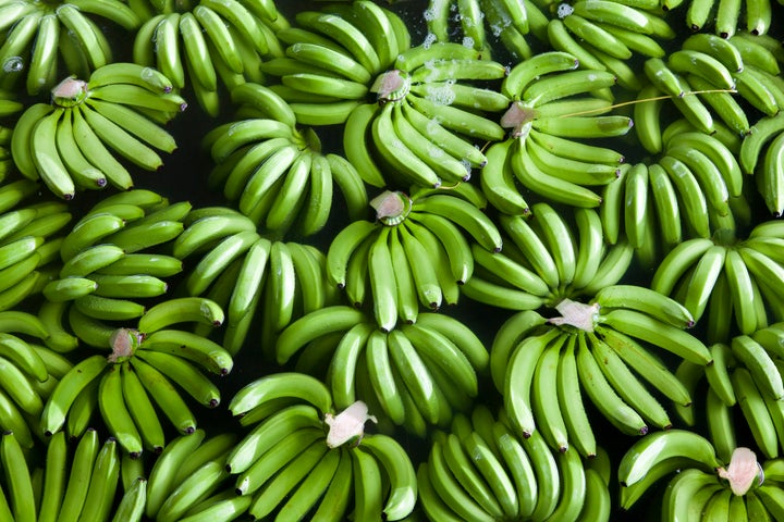 Just-picked Fairtrade bananas being washed on a farm in Colombia