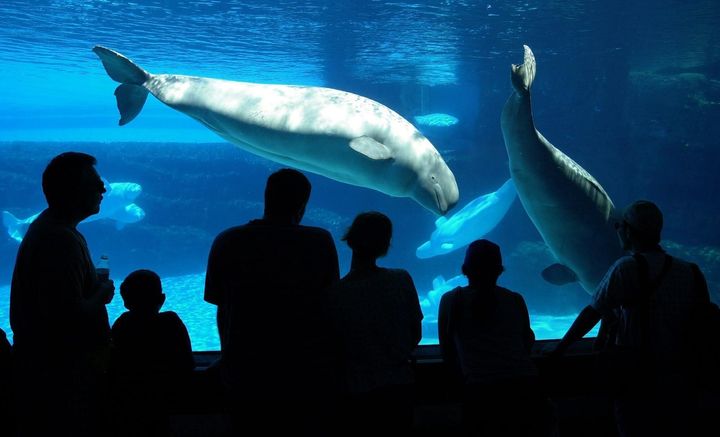 Tourists line up at a viewing area to see a small pod of beluga whales at Marineland in Niagara Falls, Ont. on July 18, 2001.