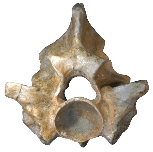 Απολιθωμένος σπόνδυλος του Palaeopython helveticus, που βρίσκεται πλέον σεέκθεση στο Παλαιοντολογικό Ινστιτούτο και Μουσείο Ζυρίχης.