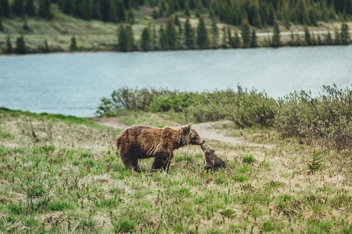 Photographer Ben Waugh caught this sweet moment between a mama and her cub yesterday. 