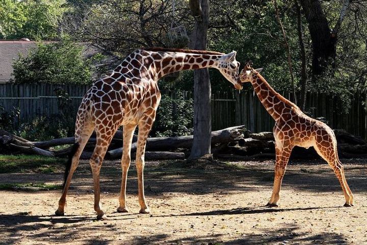 Φωτογραφία Αρχείου από ζωολογικό Κήπο στο Ιλινόις / GETTY 