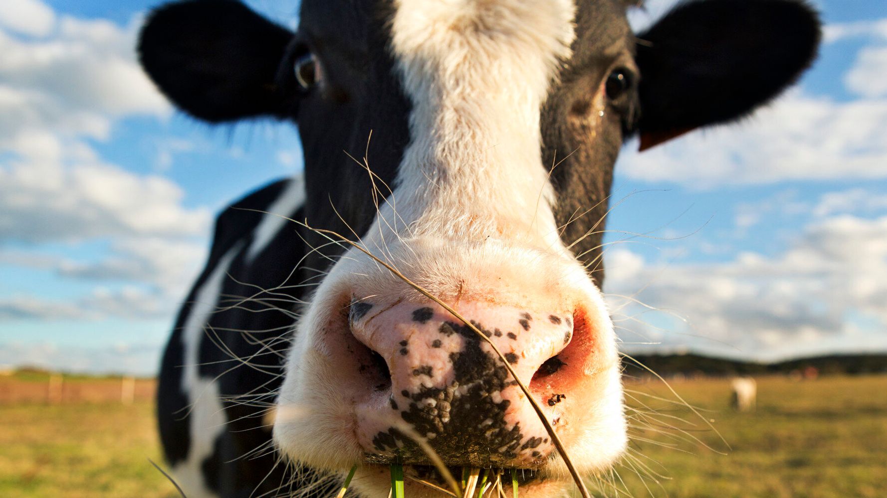 The Impact of Eating Animals: For You, Others and the Planet | HuffPost ...