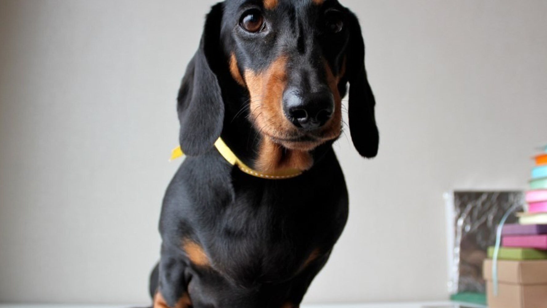 Top Five: Sausage Dogs on Social | HuffPost UK Life
