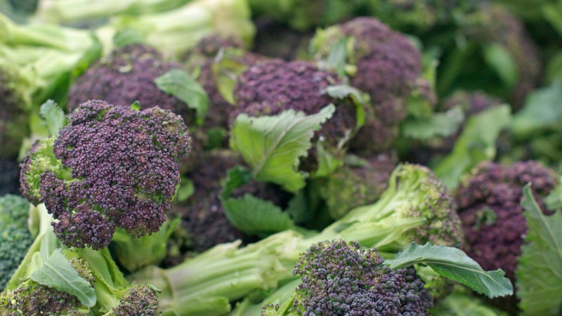 purple-sprouting-broccoli
