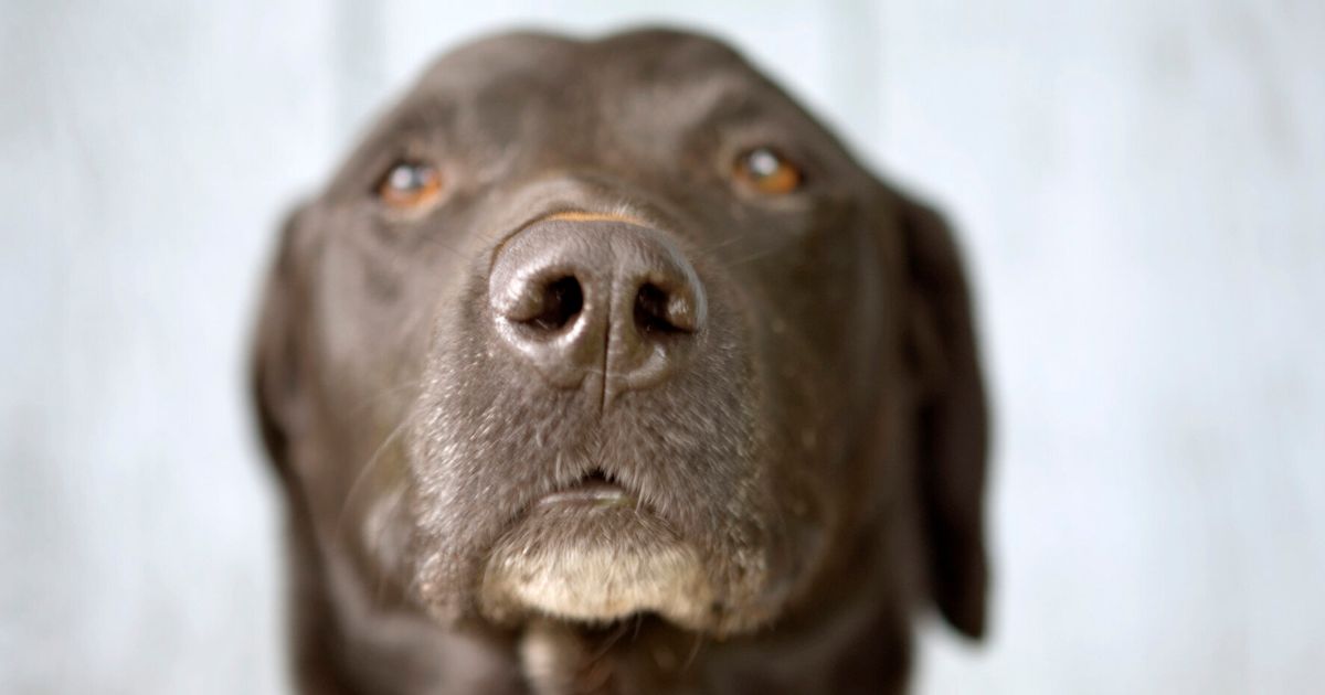 Старая собака. Тихо собака. 0.5 Собаки. Dog mugshot.