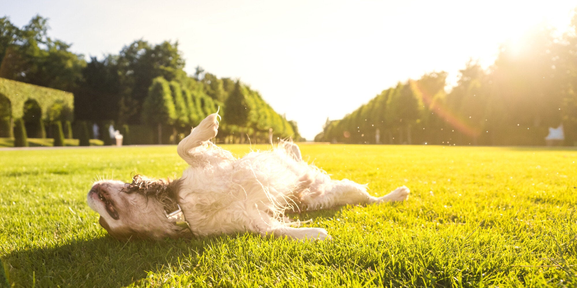 dog food for arthritis uk