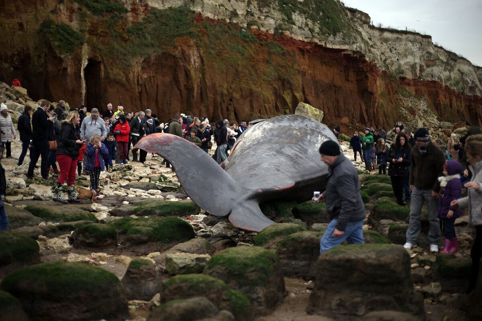 50ft sperm whale beached in Norfolk