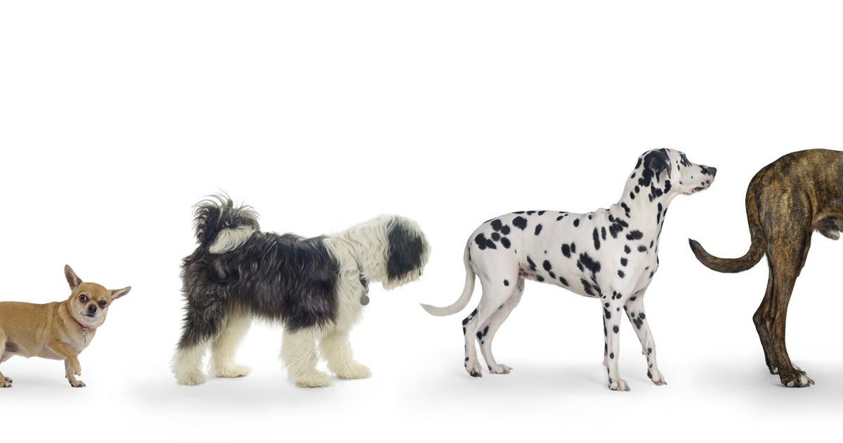 All Dogs in the UK Must Now Be Microchipped Make Sure You're Not