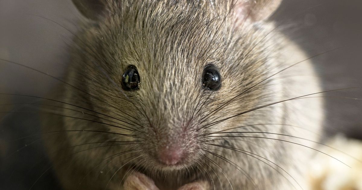 This Article Was Not Tested on Animals | HuffPost UK