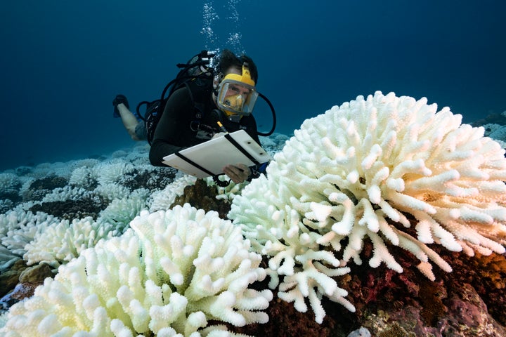 A diver checks on a bleached coral reef in French Polynesia in May 2019. 