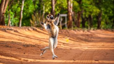 funny animals dancing lemur
