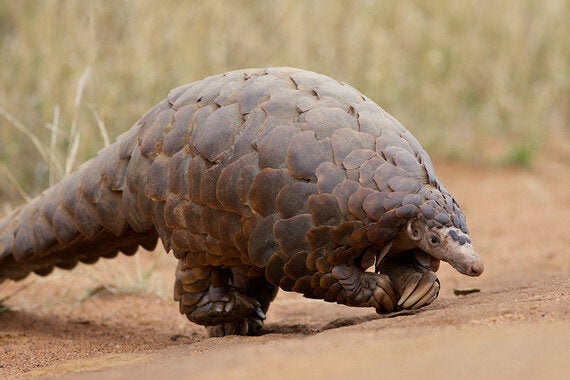 The World's Most Poached Animals | HuffPost UK News The World's Most Poached Animals | HuffPost UK News